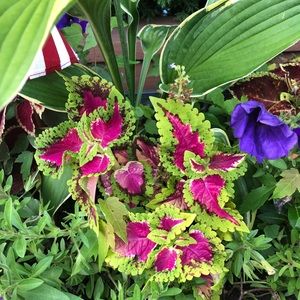 Meet your Posher, Carol